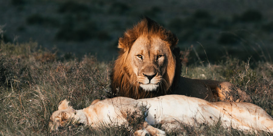 Kruger National Park