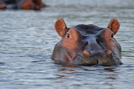 Los Angeles to San Francisco Express