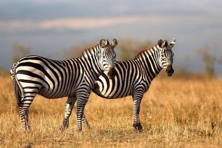 The Best Time to Visit South Africa: A Year-round Paradise